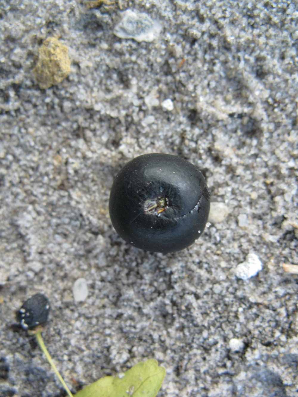              Fruit (Winter Haven, FL)       